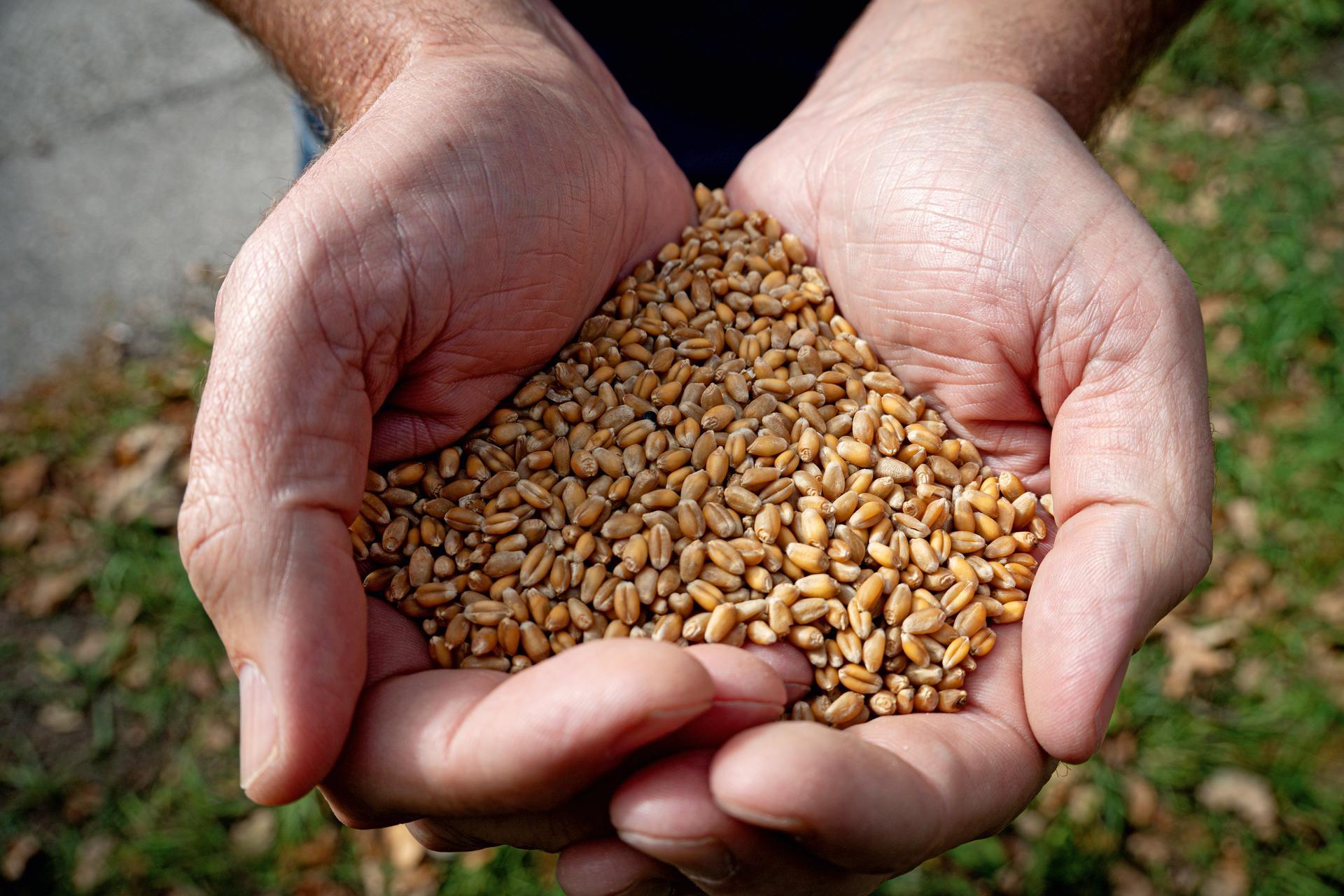 Korn in den Händen vom Landwirt am Biohof Unger