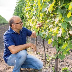 Das besondere Mikroklima des Seewinkels schafft ideale Bedingungen für außergewöhnliche Reifeprozesse im Weingarten© Weingut Tschida Angerhof