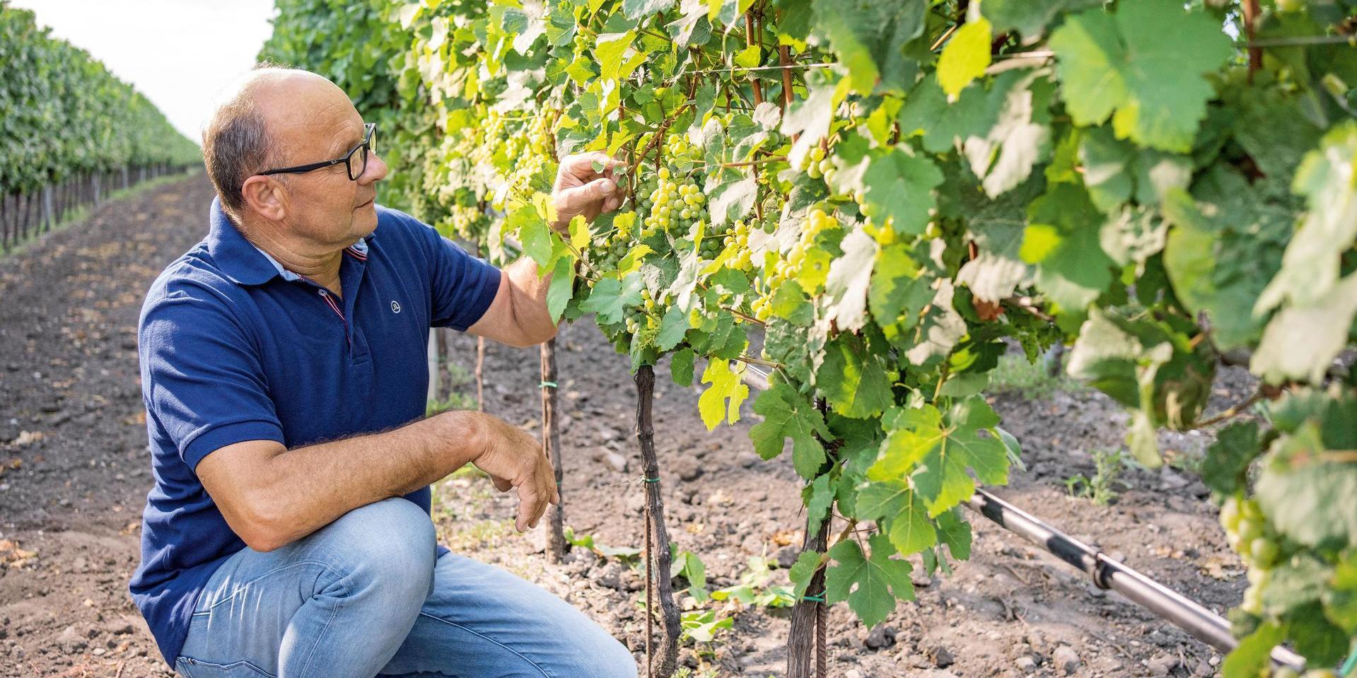 Das besondere Mikroklima des Seewinkels schafft ideale Bedingungen für außergewöhnliche Reifeprozesse im Weingarten© Weingut Tschida Angerhof