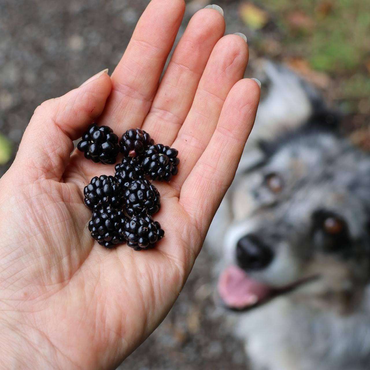 Hand hält Brombeeren