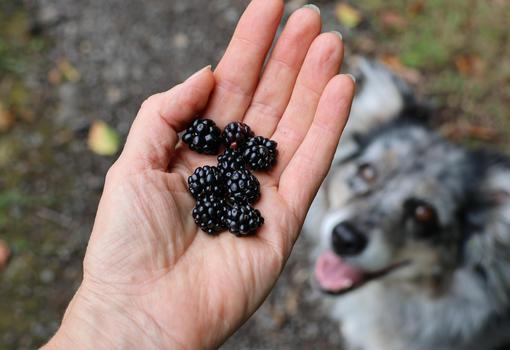 Hand mit Brombeeren