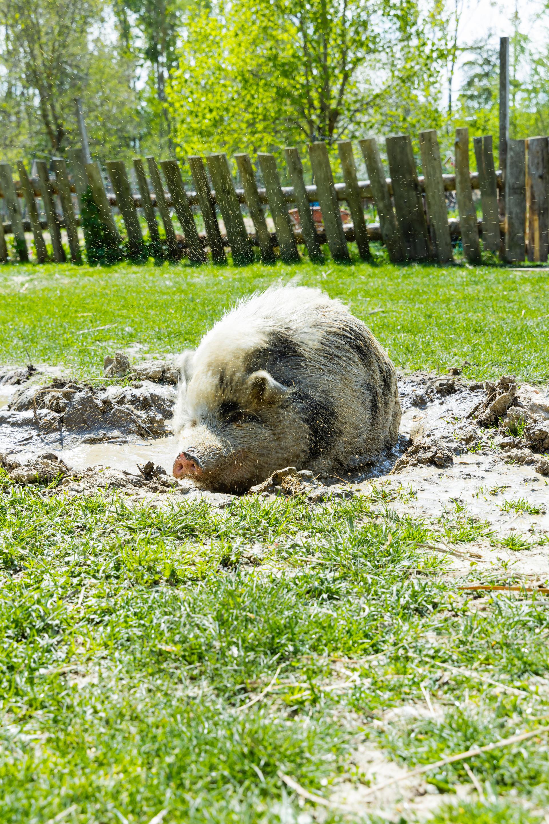 Schwein badet in Pfütze am Hof